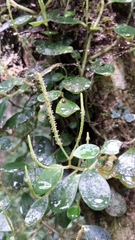 Peperomia rotundilimba