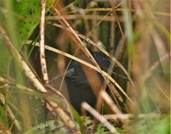 Laterallus spilonota