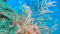Macrorhynchia philippina