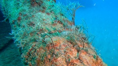 Macrorhynchia philippina