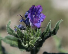 Echium vulgare pustulatum
