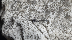 Pseudagrion