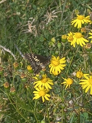 Catasticta nimbice