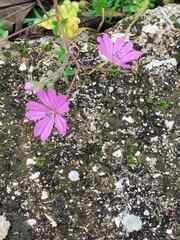 Geranium molle