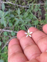 Arenaria lanuginosa