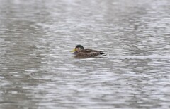 Anas rubripes × platyrhynchos
