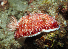 Goniobranchus