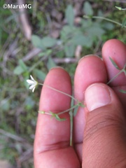 Arenaria lanuginosa