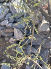 Prosopis velutina