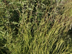 Leptochloa dubia