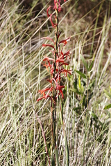 Watsonia angusta