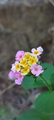 Lantana camara