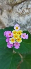 Lantana camara
