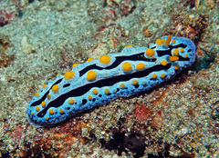 Phyllidia coelestis