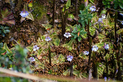 Pinguicula calyptrata