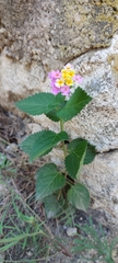 Lantana camara