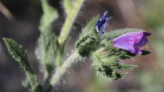 Echium vulgare pustulatum
