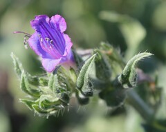 Echium vulgare pustulatum