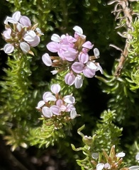 Disparago ericoides