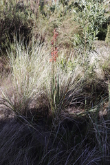Watsonia angusta