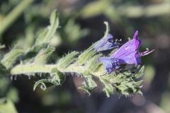 Echium vulgare pustulatum