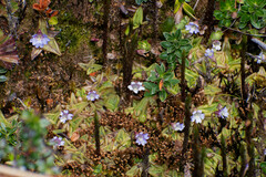 Pinguicula calyptrata