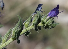 Echium vulgare pustulatum
