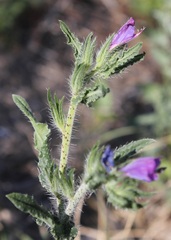 Echium vulgare pustulatum