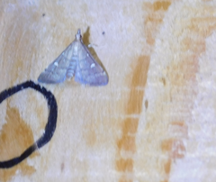 Dolicharthria punctalis