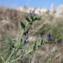 Echium vulgare pustulatum