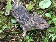 Apodemus sylvaticus