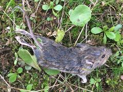 Apodemus sylvaticus