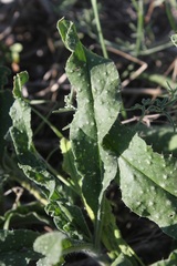 Echium vulgare pustulatum