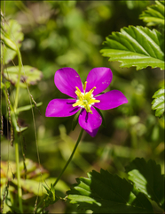 Sabatia campestris