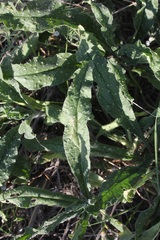 Echium vulgare pustulatum