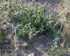 Echium vulgare pustulatum