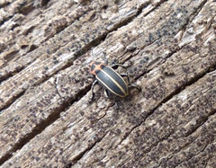 Eudiagogus episcopalis