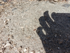 Pogonomyrmex californicus