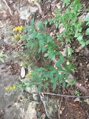 Solidago ulmifolia ulmifolia