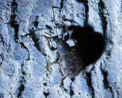 Otiorhynchus rotundus