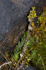 Fernandezia crystallina