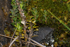 Fernandezia crystallina