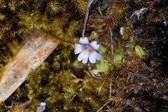 Pinguicula calyptrata