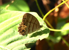 Castilia