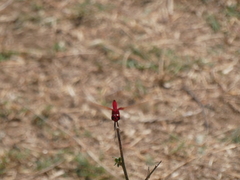 Urothemis