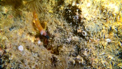 Tripterygion delaisi