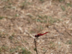 Urothemis