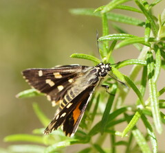Hesperilla ornata