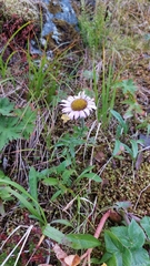 Erigeron peregrinus