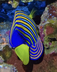Pygoplites diacanthus